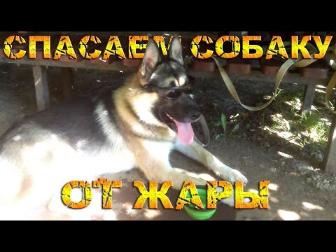 Видео: Как спасти собаку от жары. 20 советов и рекомендаций от кинолога / Кинология / Зоопсихология