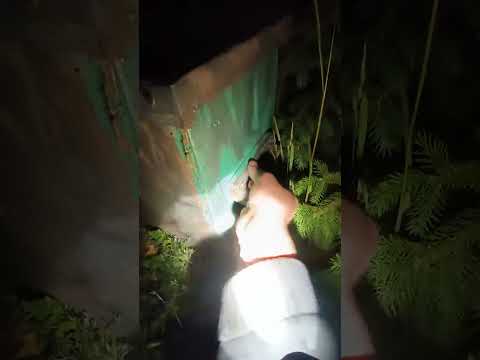 Видео: Как словить рои пчёл!