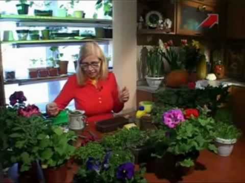 Видео: Советы от Октябрины Ганичкиной по зеленушке.