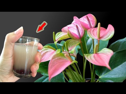 Видео: Полейте один раз! Антуриум цветёт круглый год, не увядаю!