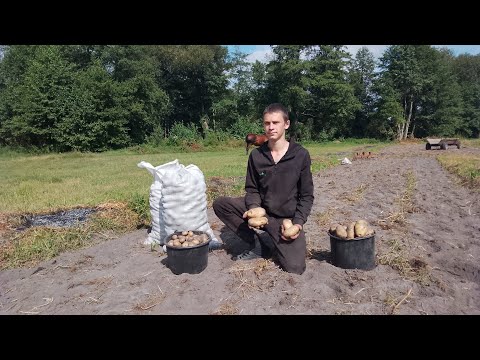 Видео: Копання картоплі культиватором , дуже велика картопля