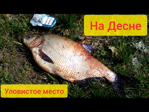 Видео: Рыбалка на реке Десна