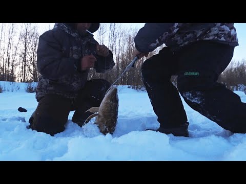 Видео: Трофейная рыбалка! Этот НАЛИМ МОНСТР! Рыбалка на ЖЕРЛИЦЫ!