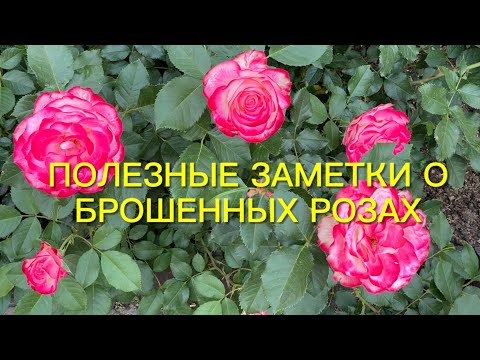 Видео: Полезные заметки о брошенных розах и гортензиях после заморозков. Результат удивил!!!🌹🌹🌹