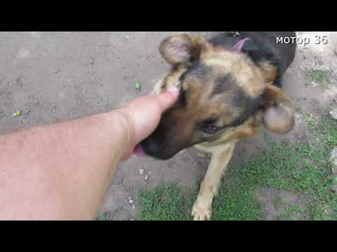 Видео: отказ одного цилиндра иж юпитер