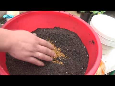 Видео: ПРИМЕНЕНИЕ ОСМОКОТА ДЛЯ АМПЕЛЬНЫХ ЦВЕТОВ.