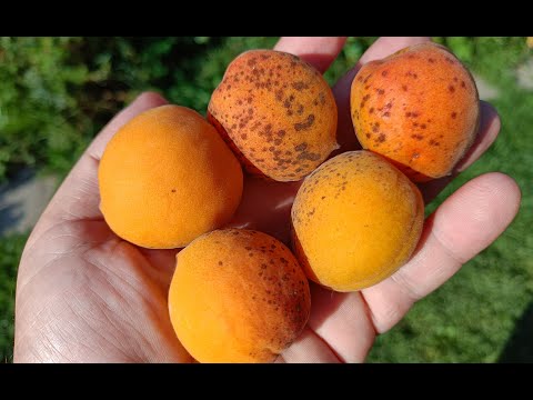 Видео: Абрикосы Триумф севера, Саратовский рубин, Приморский румяный в Подмосковье 2022г.