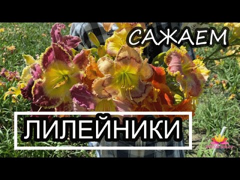 Видео: Лилейники: посадка и уход весной! Часть 1 / Сад Ворошиловой