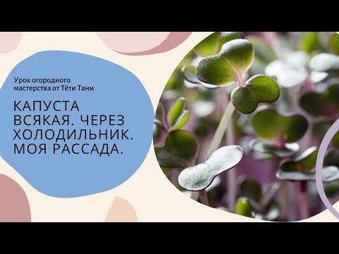 Видео: 840. Капуста всякая. Через холодильник.