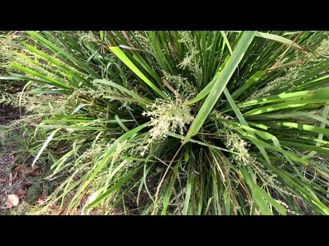 Видео: ЖЕНИХИ АВСТРАЛИИ. ЖЕНИХ #3. Штирлиц. Пригласил на Свидание 😎 Dating in Australia 🤩