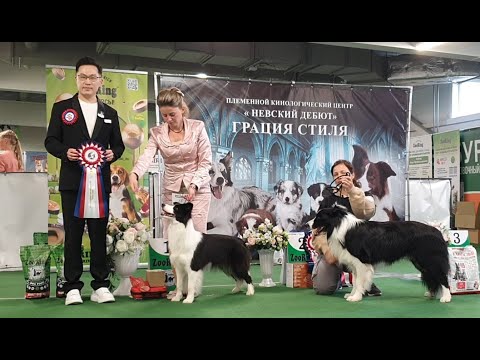 Видео: 13.09.2025, СПб. Клуб "Невский Дебют". Моно БОРДЕР КОЛЛИ. Судья Jimmie Wu (Китай)
