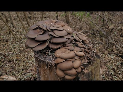 Видео: Гливи пішли МАСОВО майже на кожному пеньку.