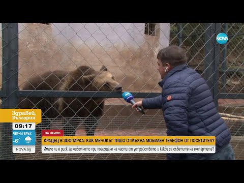 Видео: Мечок открадна и разглоби мобилен телефон на посетител в зоопарка в Стара Загора - Здравей, България