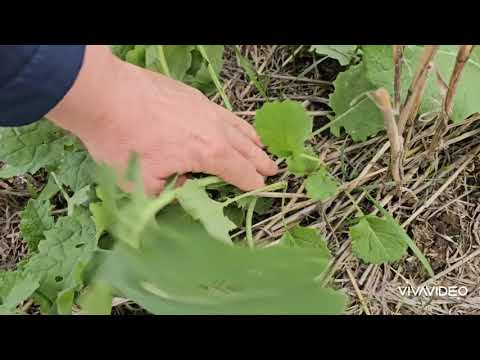 Видео: Состояние  посевов оз.рапса.  No-till 14.10.2025