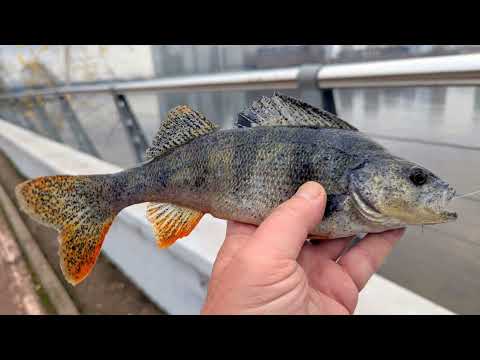 Видео: Рыбалка на Химкинском водохранилище. 09.11.2025.