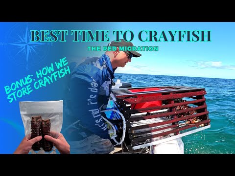 Видео: Лучшее время для ловли раков | Красная миграция