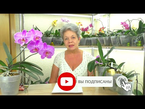 Видео: №11. Ответы на вопросы ИЗ ЖИЗНИ ОРХИДЕЙ 💐 "Вопрос в КОПИЛКУ Знаний" от ПОДПИСЧИКОВ 😊 28.07.2021г.