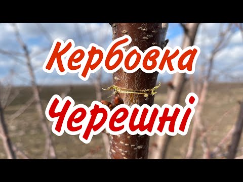 Видео: Кербовка черешні. Важливі технічні прийоми.