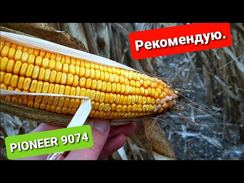 Видео: Рекомендація.PIONEER 9074.Стабільний за будь-яких умов.