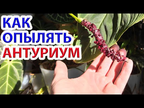 Видео: Как опылять и выращивать из семян Антуриум