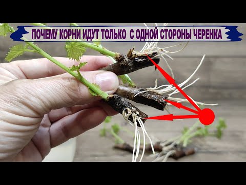 Видео: 🍇 Многие ЭТО чересчур советуют при укоренении черенков винограда. Но не спешите ЭТО делать фанатично