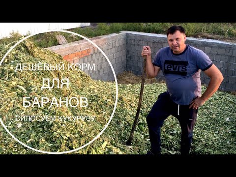 Видео: Дешевый корм для овец, баранов. Заготавливаем силос