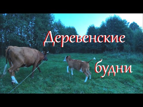 Видео: Наконец прошли. Не успела выкопать картошку.