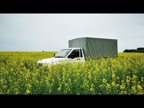 Видео: РАПС?! Обман Пчеловодов. Сорта рапса. Льнянка против вредителей. Пасека Старчевских, Сибирь