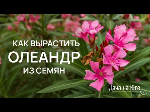 Видео: Дача на Юге - Как вырастить ОЛЕАНДР из семян