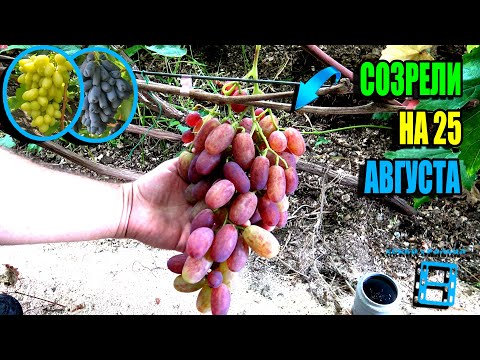 Видео: ОБЗОР РАННИХ И РАННЕ-СРЕДНИХ СОРТОВ ВИНОГРАДА НА НАШЕМ ВИНОГРАДНИКЕ. СЕВЕРНЫЙ ВИНОГРАДНИК 25-30