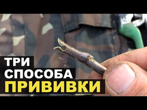 Видео: Сегодня учимся делать прививки. 3 способа!