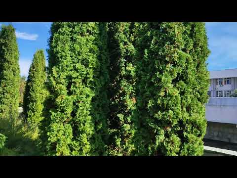 Видео: 27.10.2025г г Нальчик проспект Ленина 