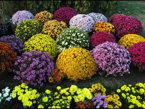 Видео: СОХРАНЕНИЕ МУЛЬТИФЛОРЫ ЧЕРЕНКАМИ МОЙ ОПЫТ (хризантемы. 2019)