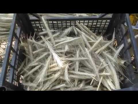 Видео: чистка и сортировка соломки