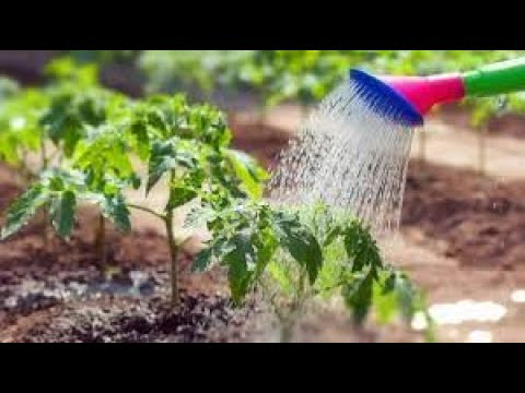 Видео: ПРАВИЛА ПОЛИВУ ПОМІДОР ДЛЯ ЩЕДРОГО ВРОЖАЮ