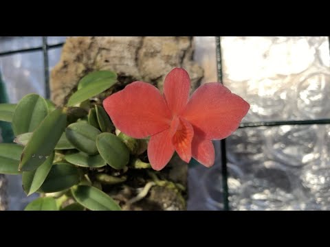 Видео: Sophronitis. Mой уход