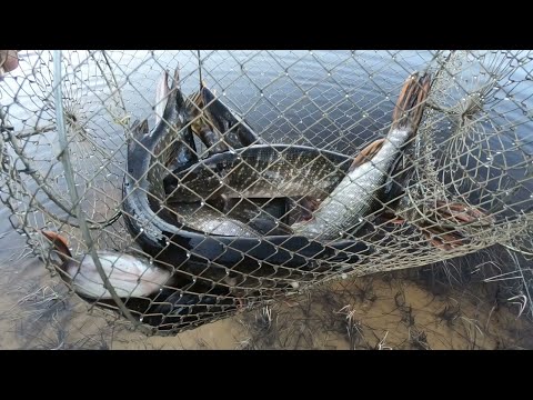 Видео: ВСЕГДА БЫ ТАК КЛЕВАЛА РЫБА НА РЫБАЛКЕ ВЕЧЕРОМ! ПРИЕХАЛ, ЗАБРОСИЛ И ПОЙМАЛ ХОРОШУЮ РЫБУ! ПОПЛАВОК!