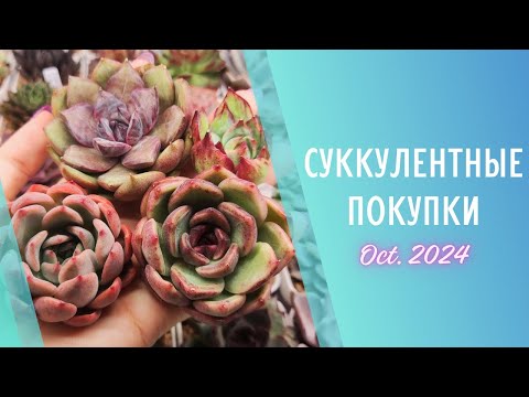 Видео: Распаковка суккулентов 🌱 Октябрь 2024