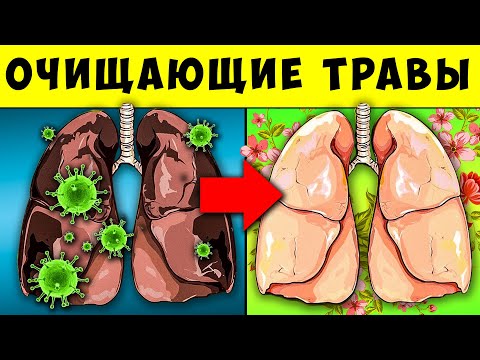 Видео: 9 мощнейших Трав для Очистки ЛЕГКИХ, Удаления Слизи, Уничтожения, Вирусов, ХОБЛ