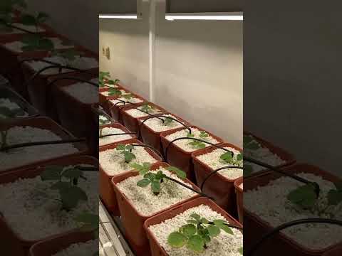 Видео: Сити-ферма на 112растений клубники. Запустил на 8месяцев роста.