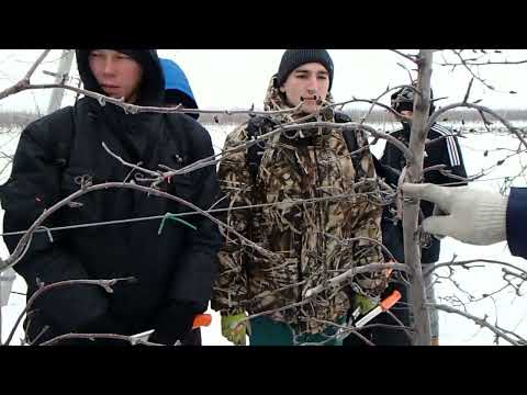 Видео: часть 2 Мастер класс по промышленной обрезке яблони Обрезка 02