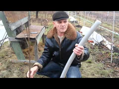 Видео: Выращивание хурмы, ошибки укрытия саженцев / Cultivation of persimmon, Error shelter seedlings.