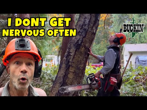 Видео: Самое СТРАШНОЕ дерево года