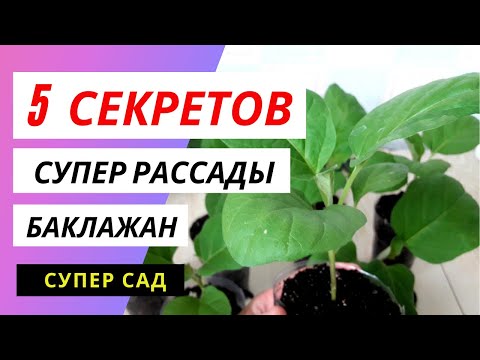 Видео: Как вырастить крепкую рассаду баклажан ? Как подкормить ?