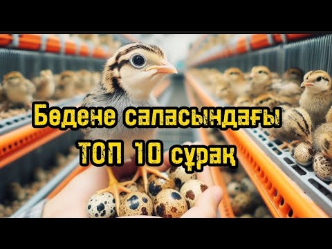 Видео: Бөдене бизнесі.Бөдене саласы. Перепелка.