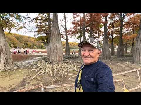 Видео: 26.10.Осенние кипарисы на озере. Анапа. 