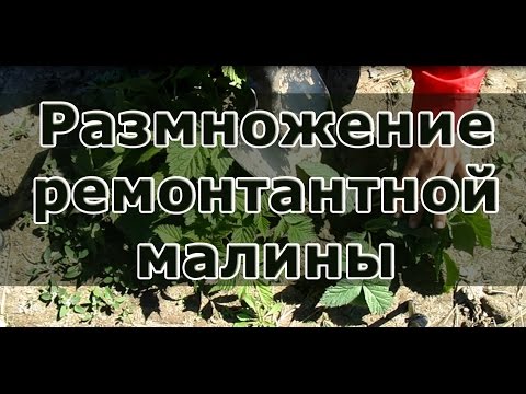 Видео: Размножение ремонтантной малины