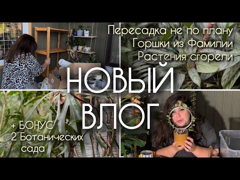 Видео: ВЛОГ | горшки из ФАМИЛИИ | СГОРЕЛИ растения | ПЕРЕСАДКА пошла не по плану