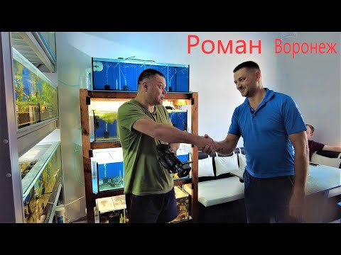 Видео: Из Воронежа большой привет! Домашнее хозяйство аквариумиста Романа