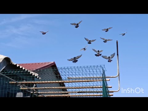 Видео: ПОЧТОВЫЕ ГОЛУБИ. ТРЕНИРОВКА НА 100 КМ.6.09.2025.